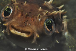 found in Lembeh; D200 by Thomas Lueken 